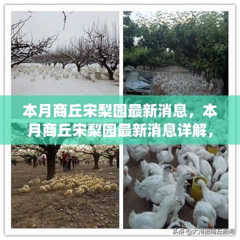 商丘宋梨园本月最新动态揭秘,戏曲文化之旅的获取与体验攻略