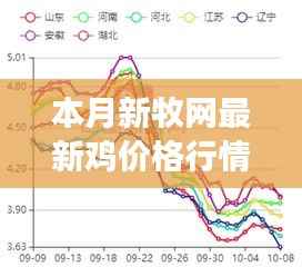 本月新牧网鸡价格行情解析，牧场新篇章与温馨故事