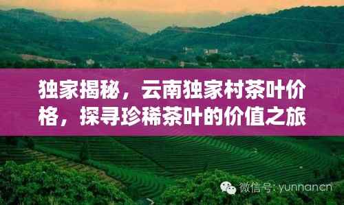 独家揭秘,云南独家村茶叶价格,探寻珍稀茶叶的价值之旅