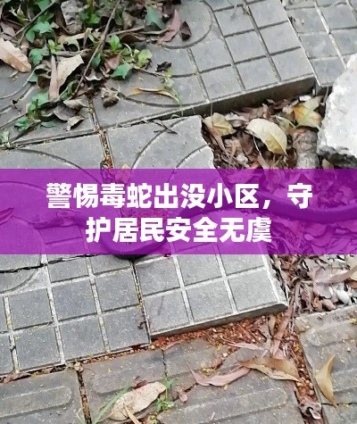 警惕毒蛇出没小区,守护居民安全无虞