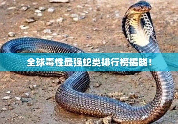 全球毒性最强蛇类排行榜揭晓!